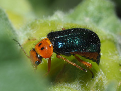 Ascolhedybius hirtus