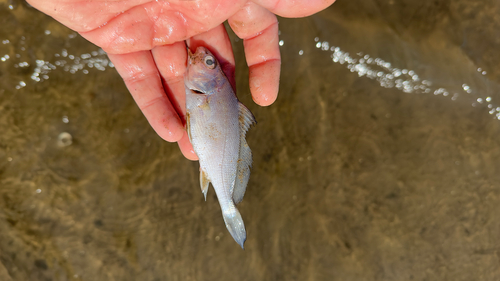 Freshwater drum (Aplodinotus grunniens) — Sciaenidae — 5