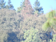 Dendroctonus