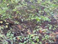 Spiraea nervosa