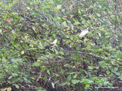 Spiraea nervosa