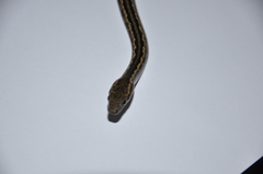 Pseudalsophis biserialis