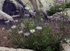 Erigeron lobatus