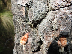 Dendroctonus