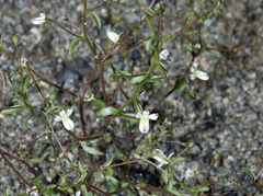 Nemacladus orientalis