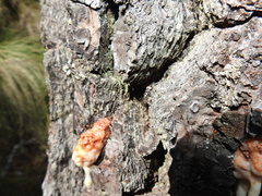 Dendroctonus
