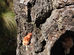 Dendroctonus