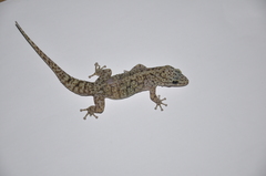 Phyllodactylus reissii