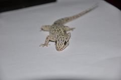 Phyllodactylus reissii