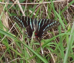 Graphium colonna
