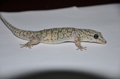 Phyllodactylus reissii