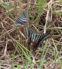 Graphium colonna