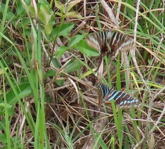 Graphium colonna