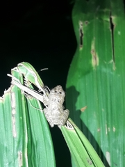 Pristimantis parvillus