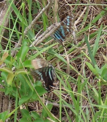 Graphium colonna