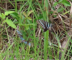 Graphium colonna