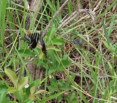 Graphium colonna