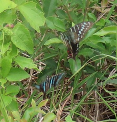 Graphium colonna