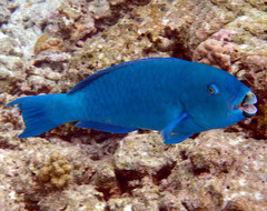 Chlorurus enneacanthus