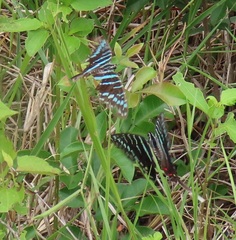 Graphium colonna