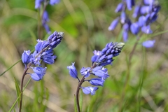 Polygala wolfgangiana