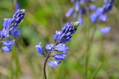 Polygala wolfgangiana