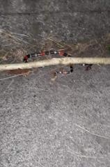 Micrurus lemniscatus helleri