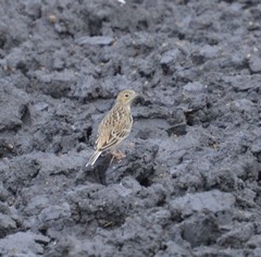 Anthus spragueii