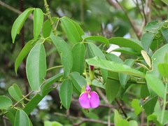 Canavalia bonariensis