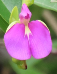 Canavalia bonariensis