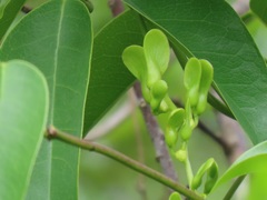 Canavalia bonariensis