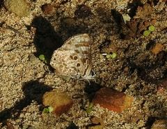 Niphanda asialis