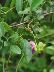 Canavalia bonariensis