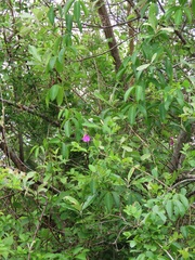 Canavalia bonariensis