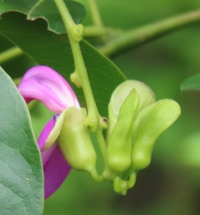 Canavalia bonariensis