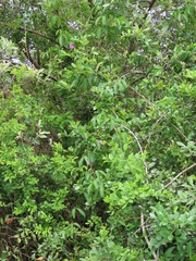 Canavalia bonariensis