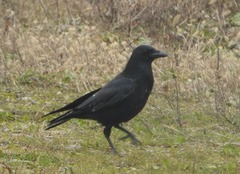 Corvus corone
