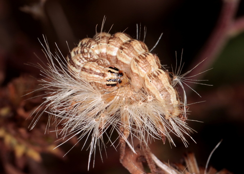 Northern Flower Moth photo 3