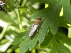 Australoberis refugians