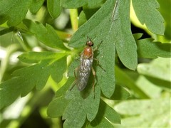Australoberis refugians