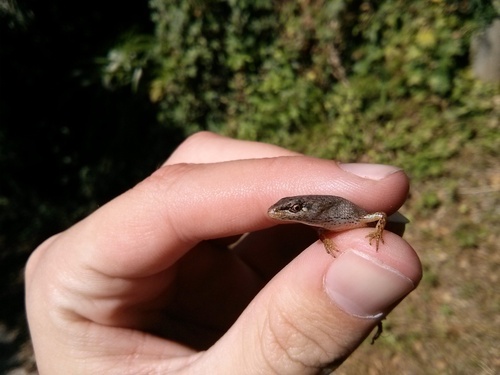 Saproscincus mustelinus