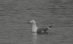 Larus michahellis