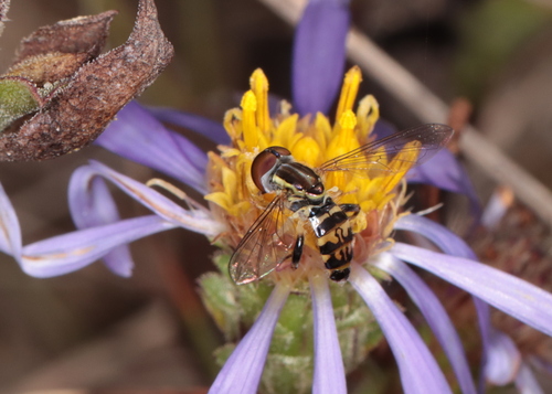 Unknown species found near Restricted Access: Camp Edwards, Sandwich, MA, USA