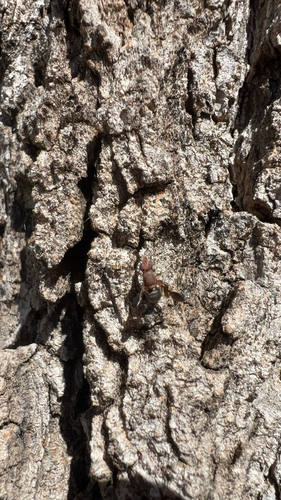 Unknown species found near Johnson City