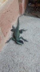 Tropidurus torquatus