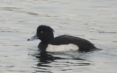 Aythya fuligula