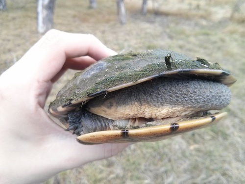 Chelodina longicollis