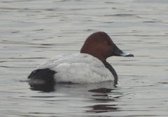 Aythya ferina