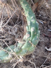 Austrocylindropuntia subulata