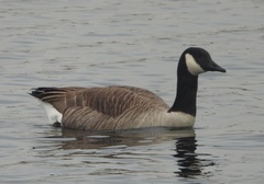 Branta canadensis